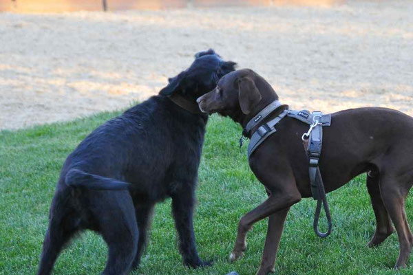 Zwei Hunde beim Vereinsleben auf dem Kilianshof